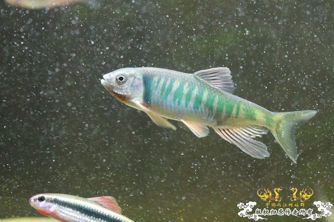 家有小鱼初长成