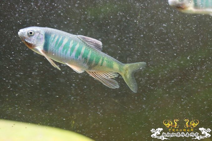 家有小鱼初长成