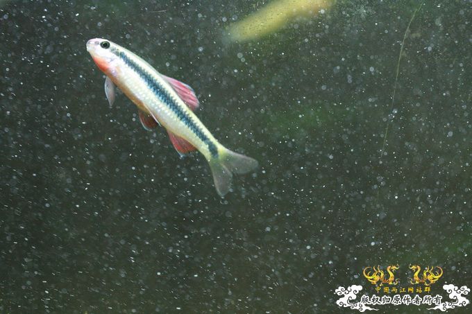 家有小鱼初长成