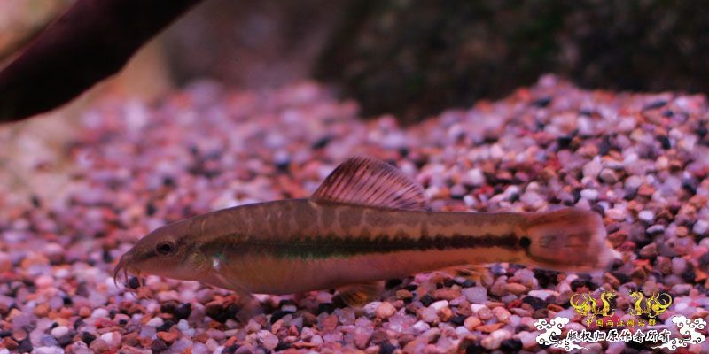 庆祝两江新服务器，也发发照片搞搞人气！