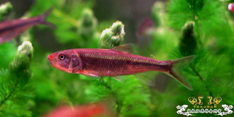 庆祝两江新服务器，也发发照片搞搞人气！