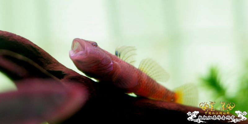 庆祝两江新服务器，也发发照片搞搞人气！