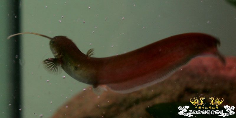 庆祝两江新服务器，也发发照片搞搞人气！