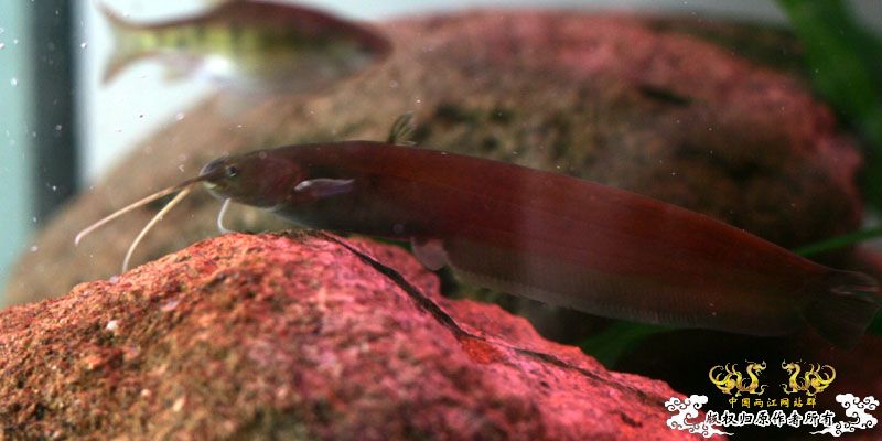 庆祝两江新服务器，也发发照片搞搞人气！