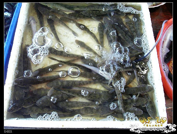 [灌水]发发买菜的时候拍的鱼（海水）