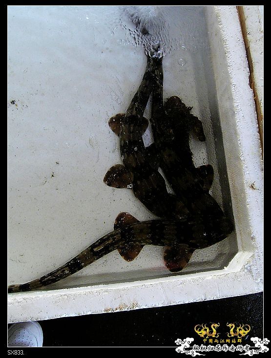 [灌水]发发买菜的时候拍的鱼（海水）