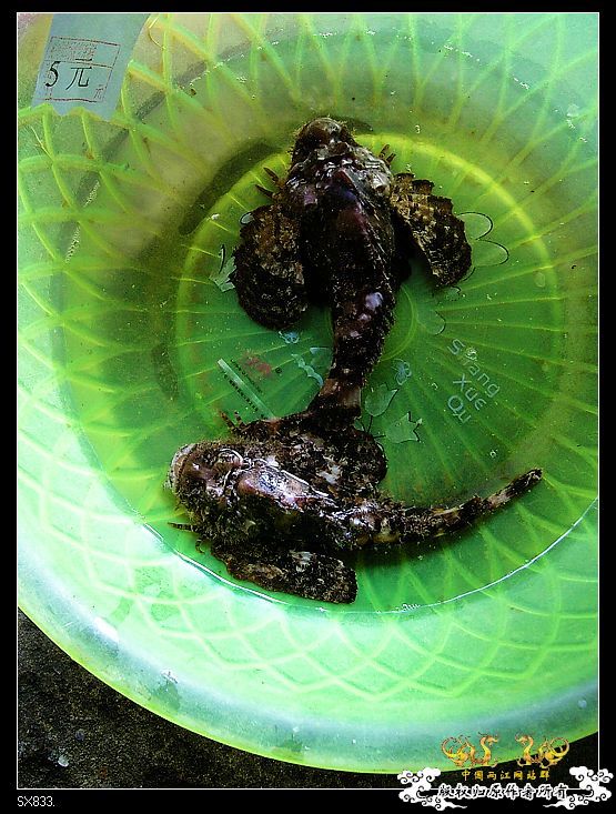 [灌水]发发买菜的时候拍的鱼（海水）