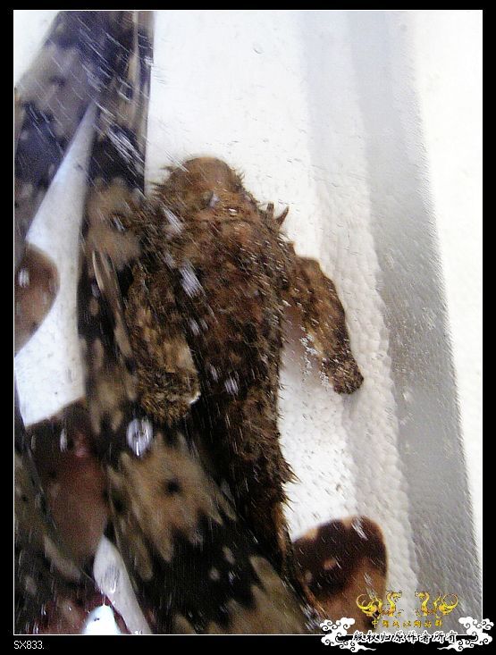 [灌水]发发买菜的时候拍的鱼（海水）