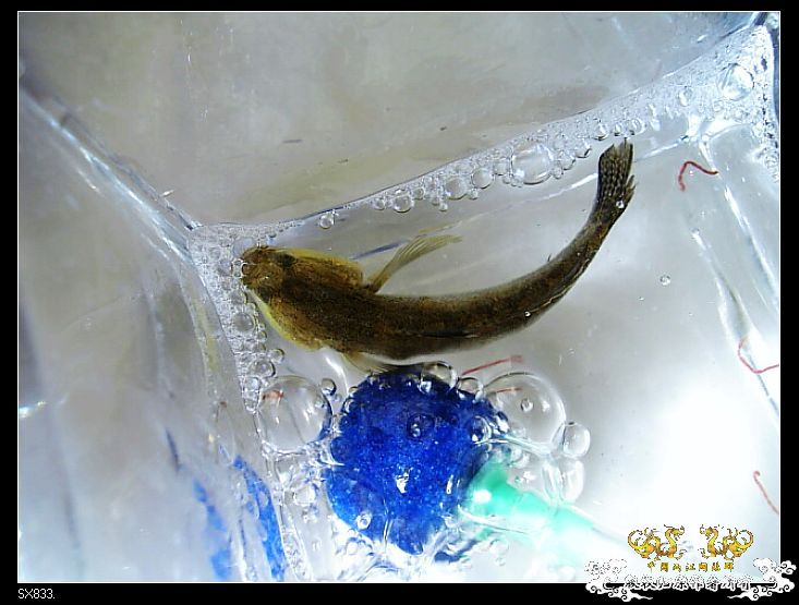 [灌水]发发买菜的时候拍的鱼（海水）