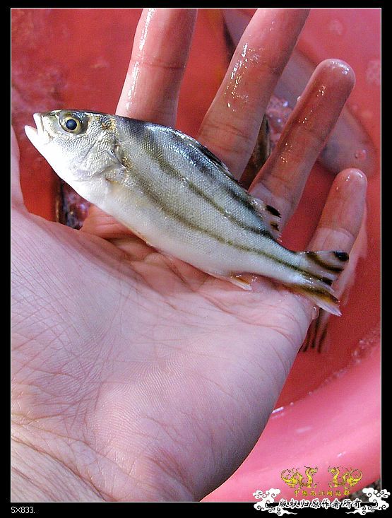 [灌水]发发买菜的时候拍的鱼（海水）