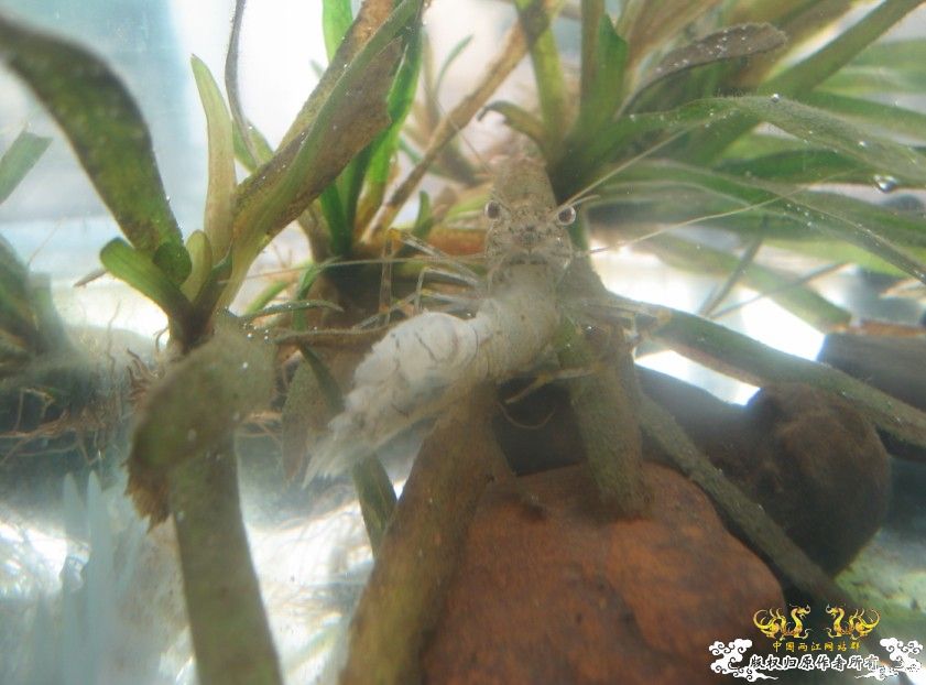 这虾真狠啊~