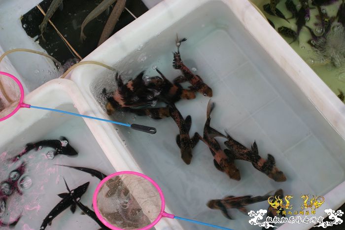 [原创]现场直播...1小时前花地湾朝圣记..多图..非高速宽带莫进...