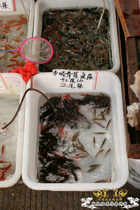 [原创]现场直播...1小时前花地湾朝圣记..多图..非高速宽带莫进...