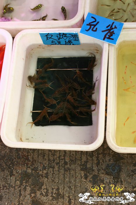 [原创]现场直播...1小时前花地湾朝圣记..多图..非高速宽带莫进...