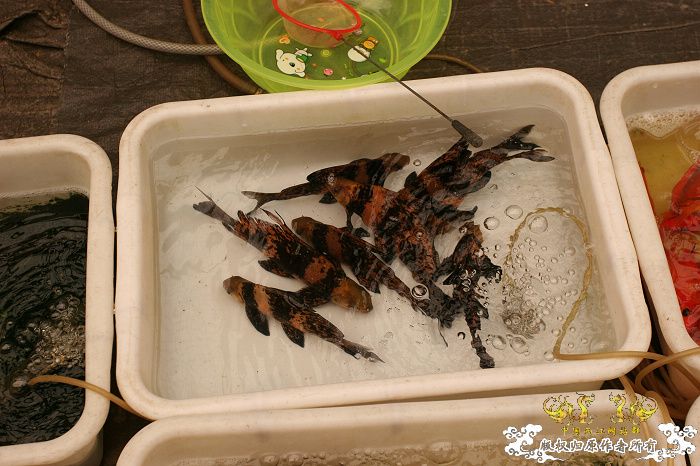 [原创]现场直播...1小时前花地湾朝圣记..多图..非高速宽带莫进...