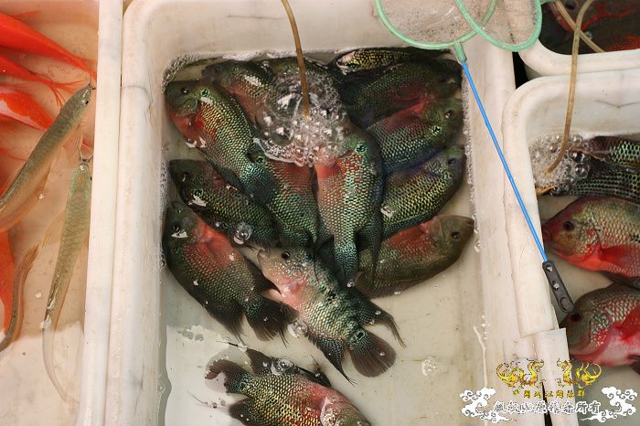 [原创]现场直播...1小时前花地湾朝圣记..多图..非高速宽带莫进...