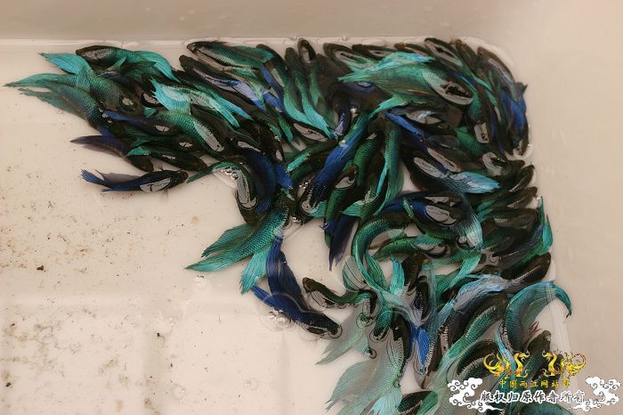 [原创]现场直播...1小时前花地湾朝圣记..多图..非高速宽带莫进...