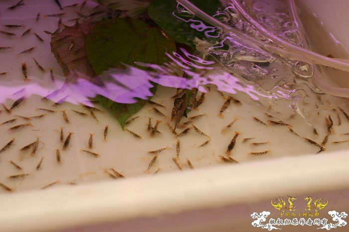 [原创]现场直播...1小时前花地湾朝圣记..多图..非高速宽带莫进...