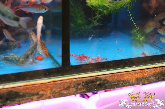 [原创]现场直播...1小时前花地湾朝圣记..多图..非高速宽带莫进...