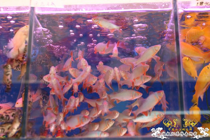 [原创]现场直播...1小时前花地湾朝圣记..多图..非高速宽带莫进...