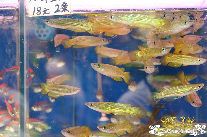 [原创]现场直播...1小时前花地湾朝圣记..多图..非高速宽带莫进...