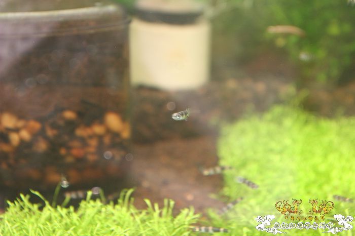 [原创]现场直播...1小时前花地湾朝圣记..多图..非高速宽带莫进...