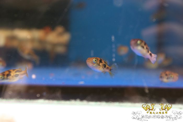 [原创]现场直播...1小时前花地湾朝圣记..多图..非高速宽带莫进...