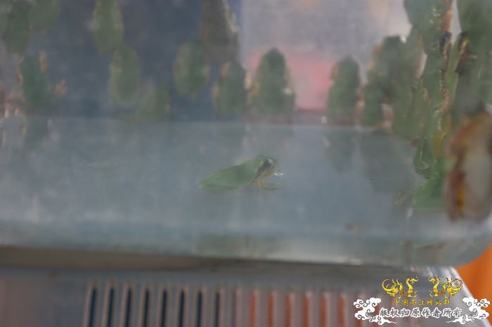[原创]现场直播...1小时前花地湾朝圣记..多图..非高速宽带莫进...