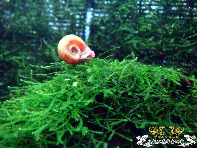 [原创]过草地！