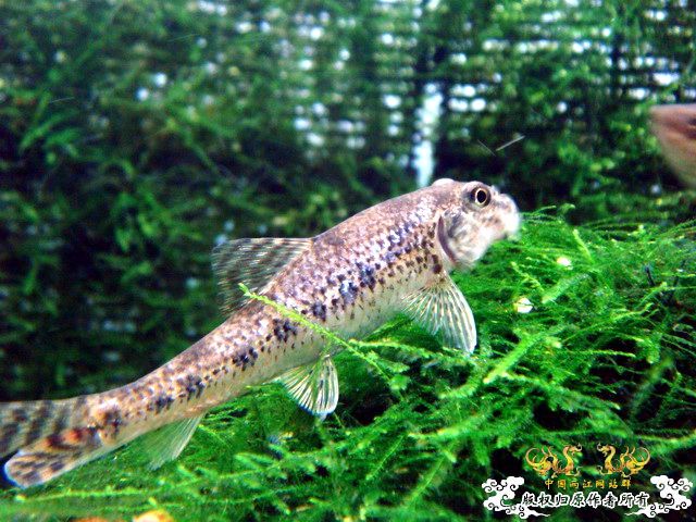 [原创]过草地！