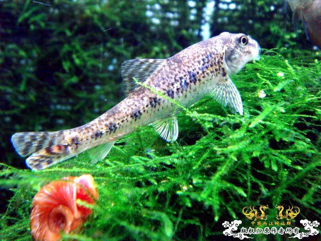 [原创]过草地！