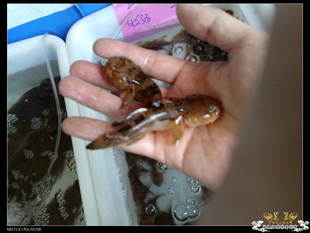 一点趣事，一些写真，一种新面孔