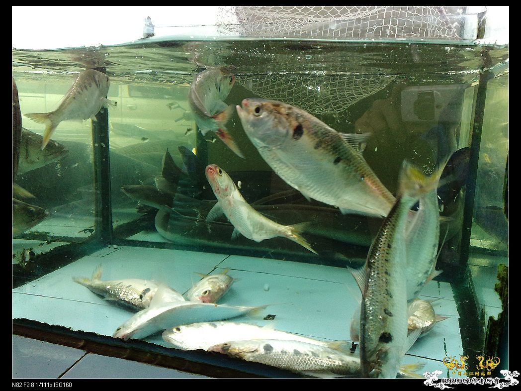 一点趣事，一些写真，一种新面孔