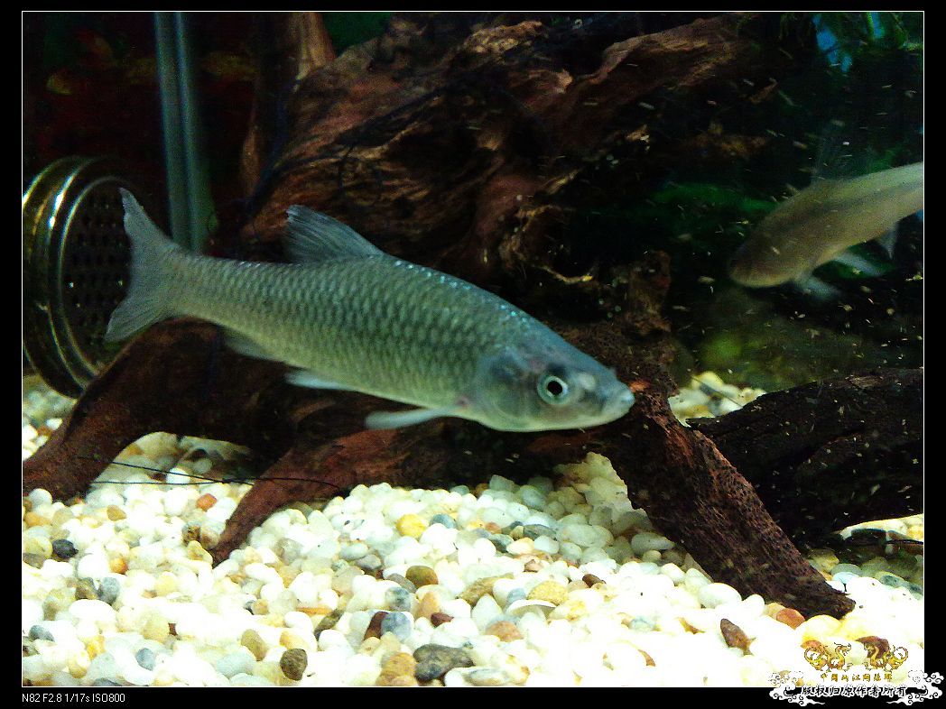 一点趣事，一些写真，一种新面孔