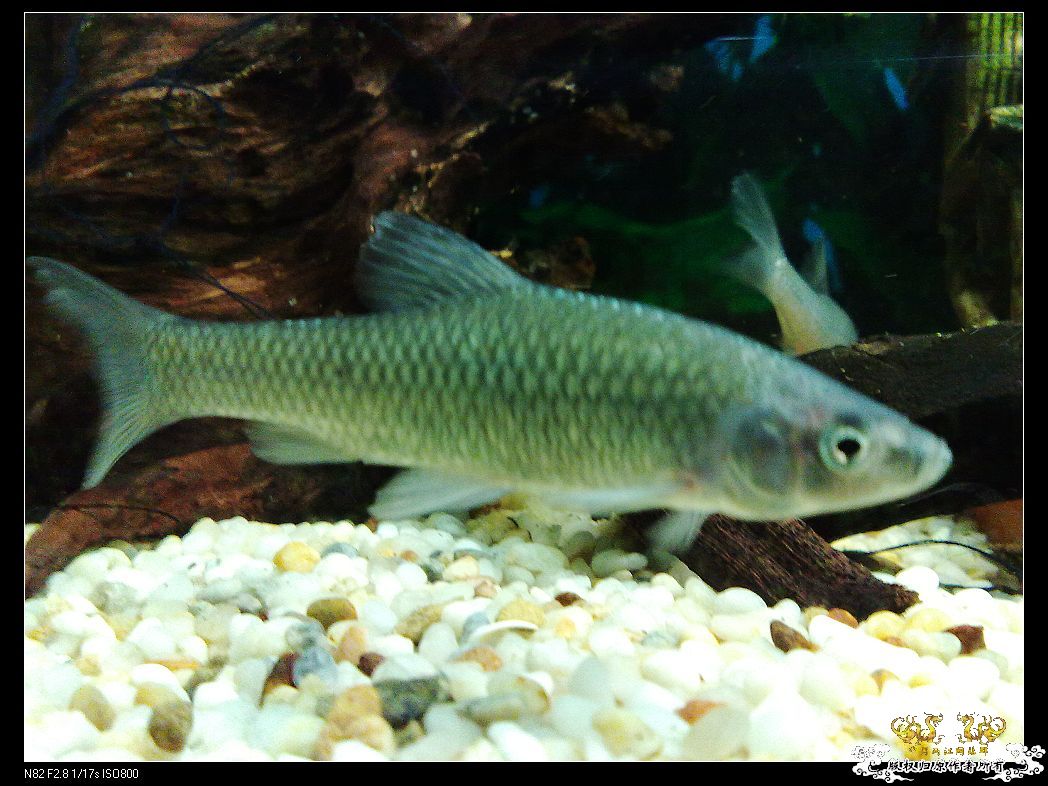 一点趣事，一些写真，一种新面孔