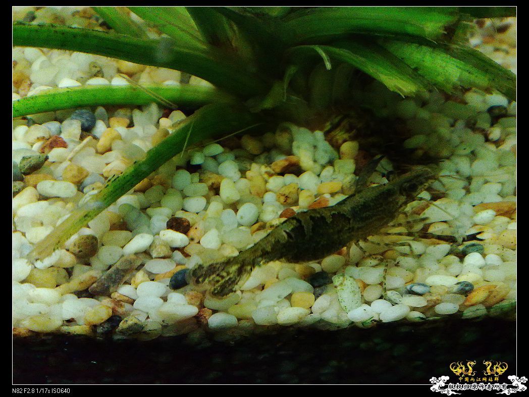 一点趣事，一些写真，一种新面孔