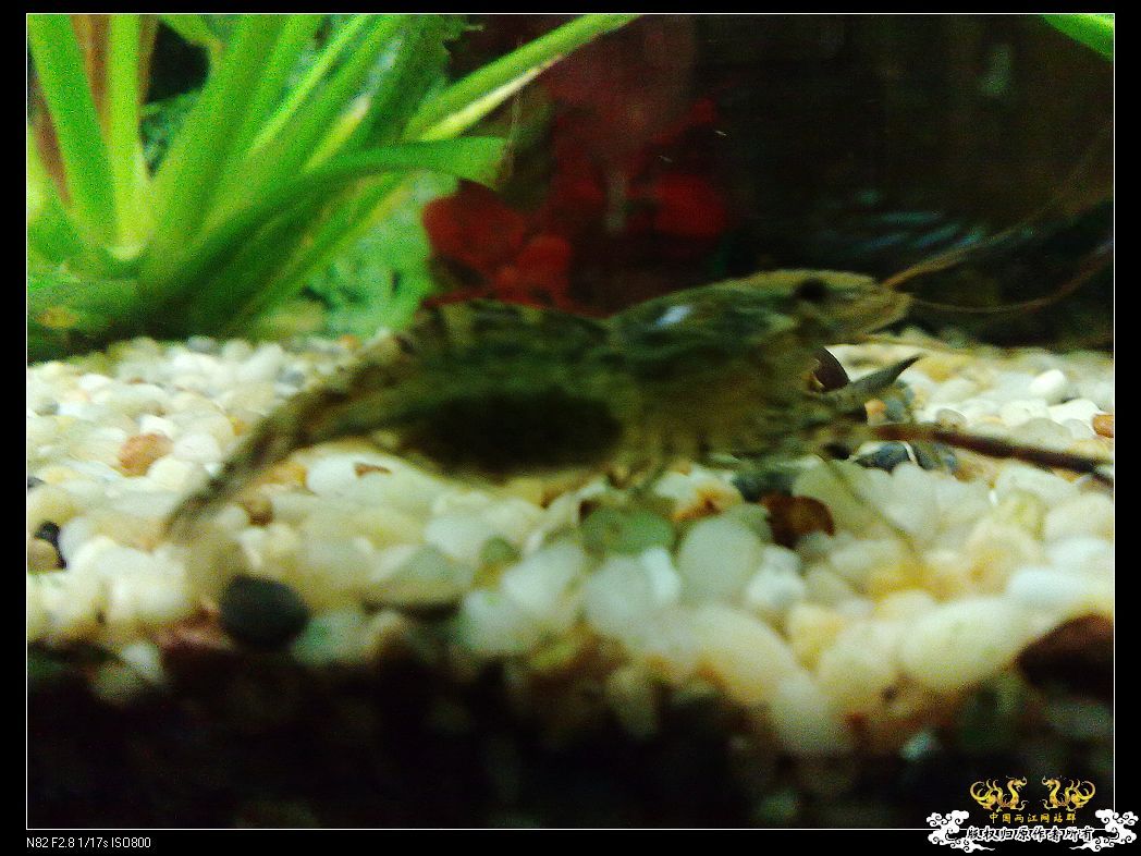 一点趣事，一些写真，一种新面孔