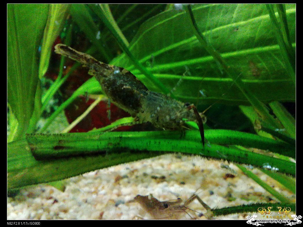 一点趣事，一些写真，一种新面孔