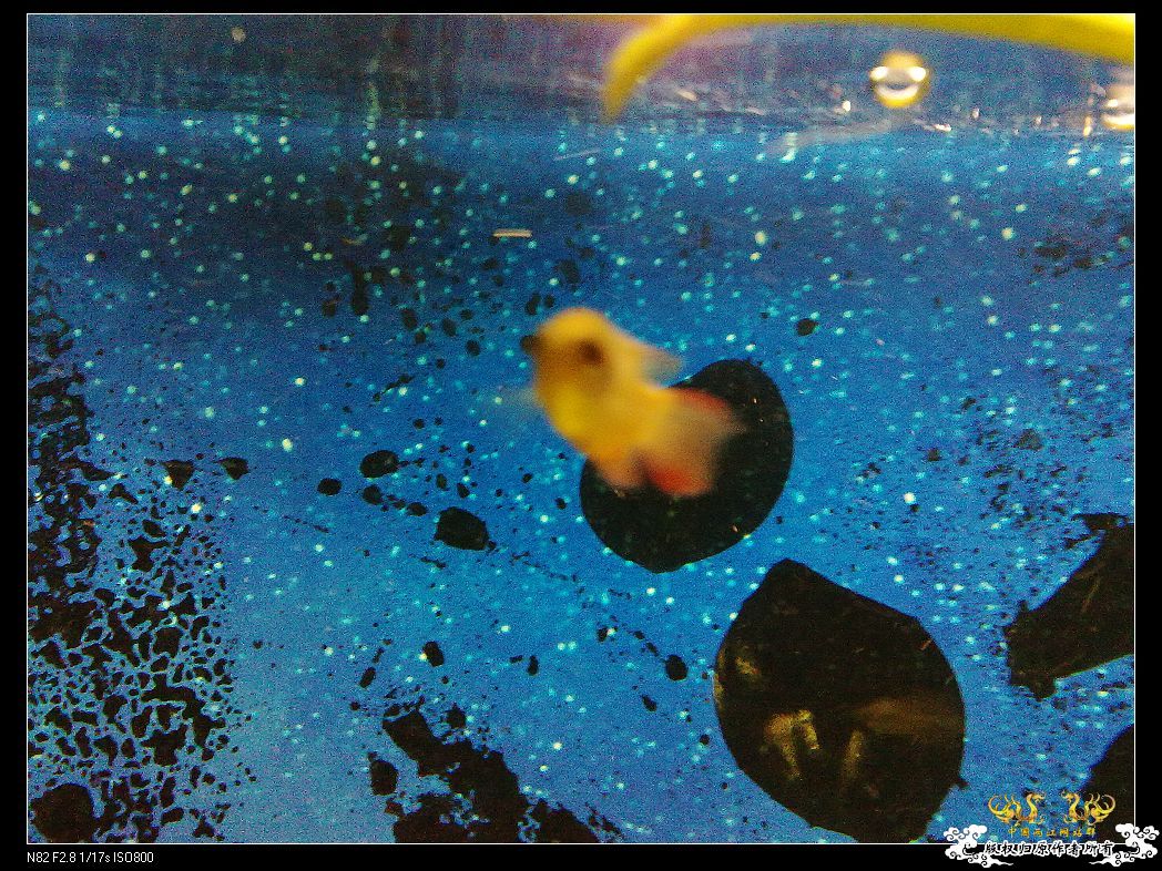 一点趣事，一些写真，一种新面孔