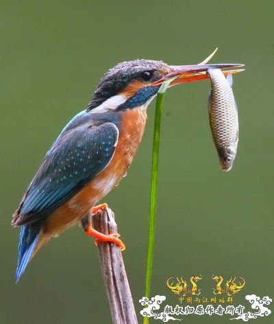 曼珠沙华
