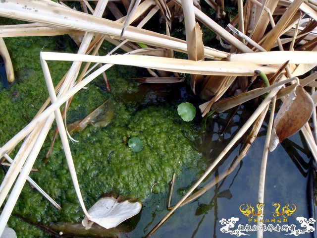 [原创]野采装备篇