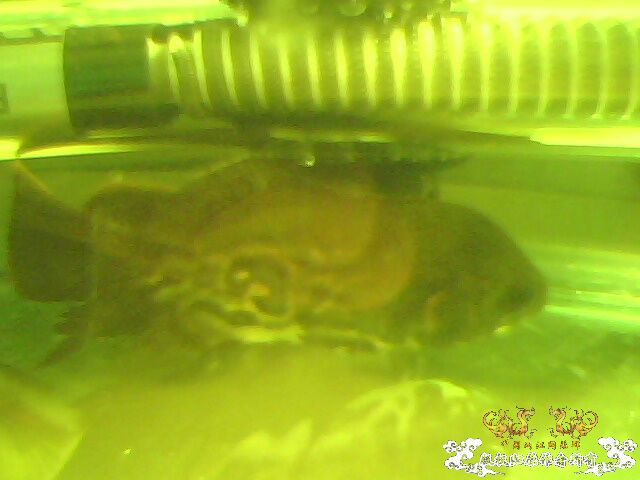 这些鱼可以跟斗混养么？