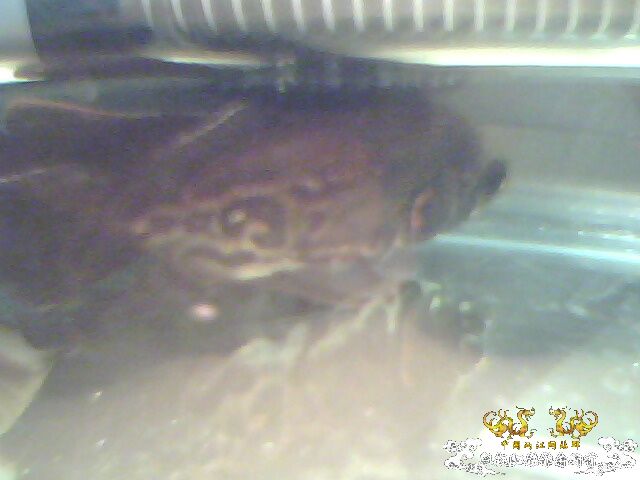 这些鱼可以跟斗混养么？