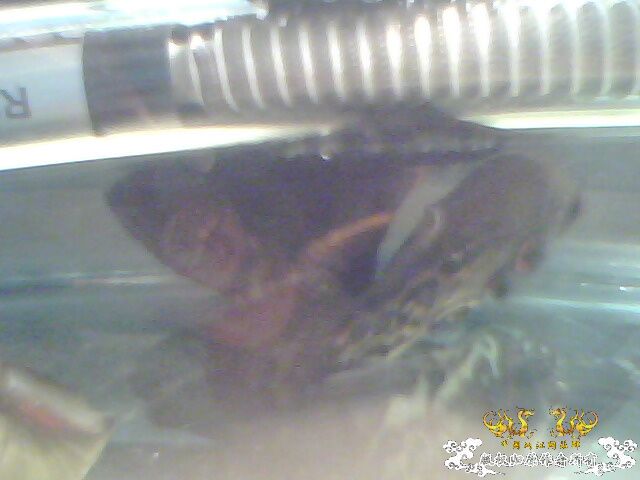 这些鱼可以跟斗混养么？