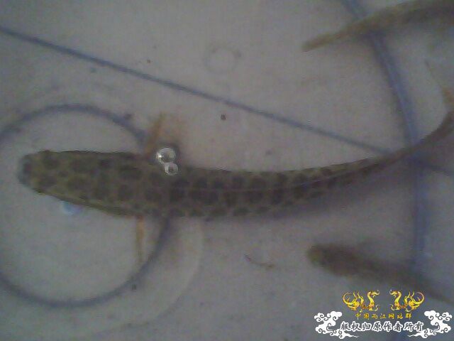 这些鱼可以跟斗混养么？