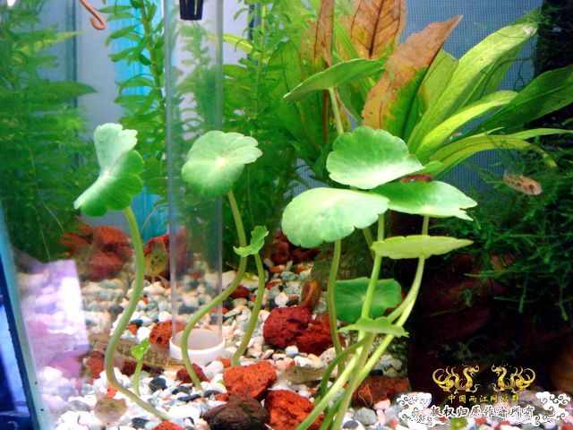 [原创]野采装备篇