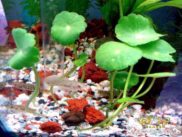 [原创]野采装备篇