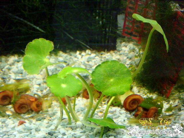 [原创]野采装备篇