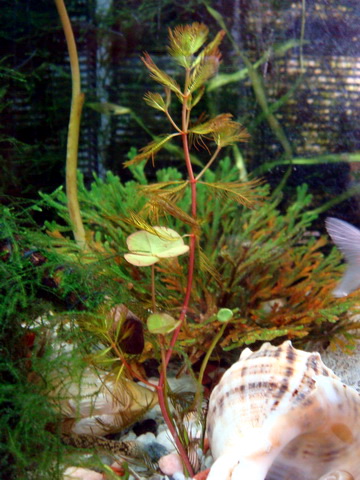 [原创]野采装备篇