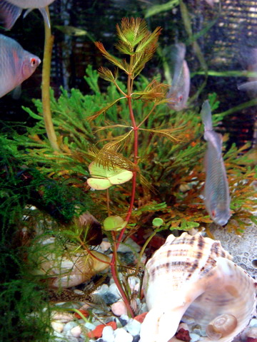 [原创]野采装备篇